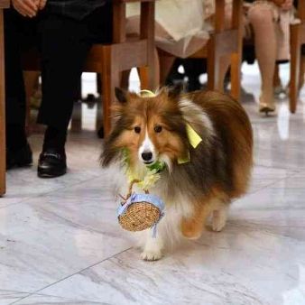 ペットは家族☆大切な記念日を一緒に過ごすための相談会