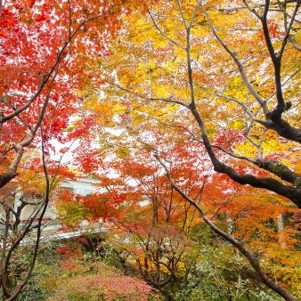 『秋婚をするなら』シーズンフェア（特別プランあり）