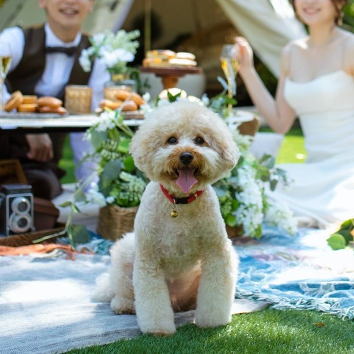 【ペットと一緒に叶える感動の結婚式】挙式体験×ペット演出紹介