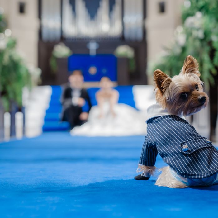 ＼愛犬のリングドッグ＋披露宴も一緒に過ごせる／ペット婚WD♪