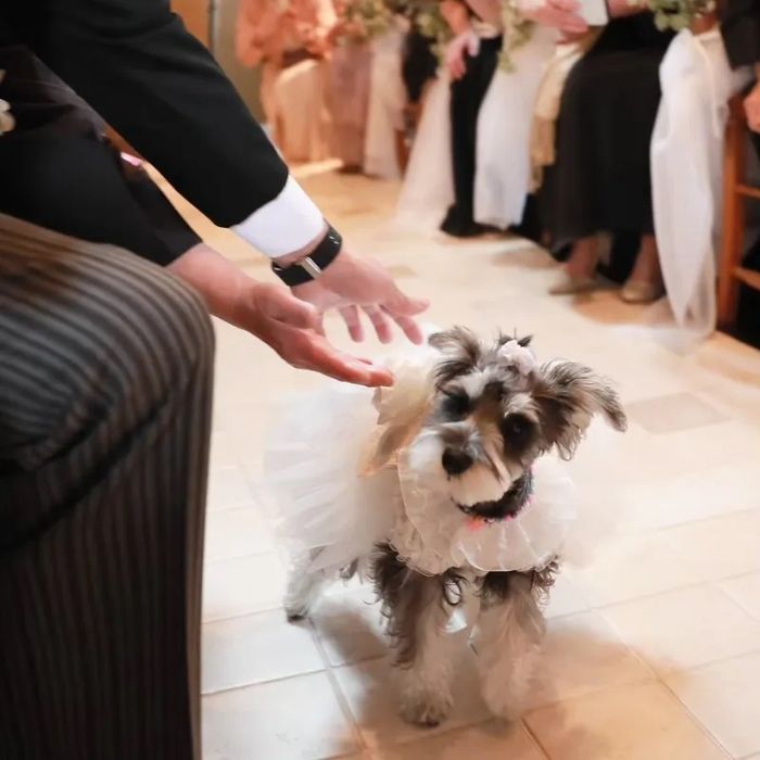 《大切なわんちゃんと一緒に》リングドックなど愛犬も参列OK！心を込めた絶品コース